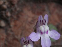 Cymbalaria aquitriloba 2, Saxifraga-Rutger Barendse