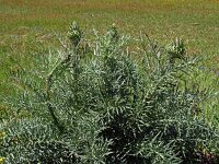 Cynara cardunculus 18, Kardoen, Saxifraga-Tom Heijnen
