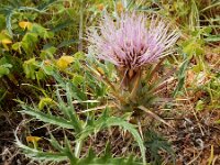 Cynara humilis 13, Saxifraga-Ed Stikvoort