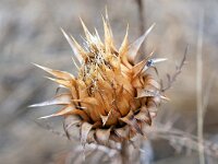 Cynara humilis 14, Saxifraga-Tom Heijnen