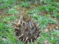 Cynara humilis 9, Saxifraga-Ed Stikvoort