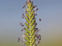 Cynosurus cristatus 11, Kamgras, Saxifraga-Peter Meininger