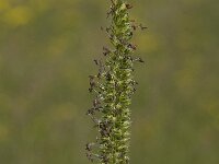 Cynosurus cristatus 14, Kamgras, Saxifraga-Willem van Kruijsbergen
