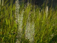 Cynosurus cristatus 54, Kamgras, Saxifraga-Ed Stikvoort