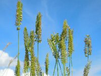 Cynosurus cristatus 56, Kamgras, Saxifraga-Ed Stikvoort