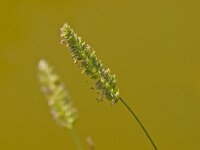 Cynosurus cristatus 8, kamgras, Saxifraga-Rudmer Zwerver