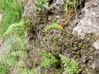 Cystopteris fragilis 13, Blaasvaren, Saxifraga-Rutger Barendse