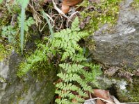 Cystopteris fragilis 14, Blaasvaren, Saxifraga-Rutger Barendse