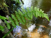 Cystopteris fragilis 16, Blaasvaren, Saxifraga-Rutger Barendse