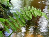Cystopteris fragilis 17, Blaasvaren, Saxifraga-Rutger Barendse