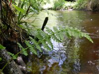 Cystopteris fragilis 18, Blaasvaren, Saxifraga-Rutger Barendse