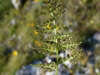 Cystopteris fragilis 4, Blaasvaren, Saxifraga-Jasenka Topic