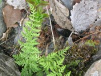 Cystopteris fragilis 5, Blaasvaren, Saxifraga-Rutger Barendse