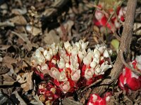 Cytinus ruber 2, Saxifraga-Jeroen Willemsen