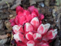 Cytinus ruber 5, Saxifraga-Ed Stikvoort