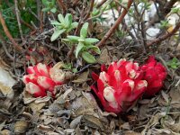 Cytinus ruber 6, Saxifraga-Ed Stikvoort