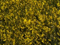 Cytisus galianoi 2, Saxifraga-Willem van Kruijsbergen