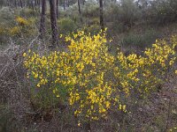 Cytisus grandiflorus 11, Saxifraga-Ed Stikvoort
