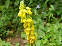 Cytisus nigricans 6, Saxifraga-Rutger Barendse