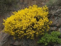 Cytisus oromediterraneus 11, Saxifraga-Willem van Kruijsbergen