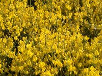 Cytisus oromediterraneus 2, Saxifraga-Jan van der Straaten