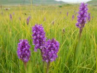 Dactylorhiza euxina 4, Saxifraga-Ed Stikvoort