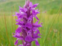 Dactylorhiza euxina 5, Saxifraga-Ed Stikvoort