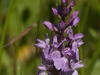 Dactylorhiza maculata 100, Gevlekte orchis, Saxifraga-Jan van der Straaten