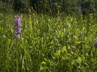Dactylorhiza maculata 104, Gevlekte orchis, Saxifraga-Jan van der Straaten