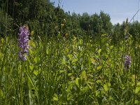 Dactylorhiza maculata 105, Gevlekte orchis, Saxifraga-Jan van der Straaten