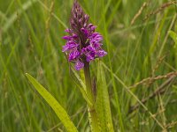 Gevlekte orchis  Gevlekte orchis - Dactylorhiza maculata