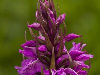 Gevlekte orchis  Gevlekte orchis - Dactylorhiza maculata