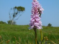 Dactylorhiza maculata 143, Gevlekte orchis, Saxifraga-Ed Stikvoort