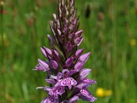 Dactylorhiza maculata 19, Gevlekte orchis, Saxifraga-Hans Dekker