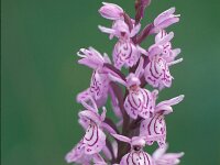 Dactylorhiza maculata 23, Gevlekte orchis, Saxifraga-Jan Nijendijk