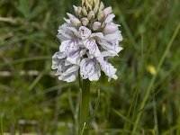 Dactylorhiza maculata 31, Gevlekte orchis, Saxifraga-Willem van Kruijsbergen