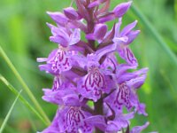 Dactylorhiza maculata 44, Gevlekte orchis, Saxifraga-Jasenka Topic