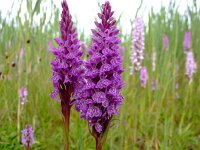 Dactylorhiza maculata 49, Gevlekte orchis, Saxifraga-Rudmer Zwerver