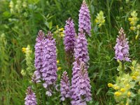 Dactylorhiza maculata 61, Gevlekte orchis, Saxifraga-Hans Dekker