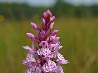 Dactylorhiza maculata 8, Gevlekte orchis, Saxifraga-Hans Dekker