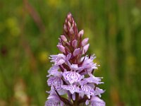 Dactylorhiza maculata sl 111, Gevlekte orchis, Saxifraga-Hans Dekker