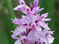 Dactylorhiza maculata ssp elodes 69, Saxifraga-Hans Dekker