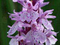 Dactylorhiza maculata ssp elodes 71, Saxifraga-Hans Dekker