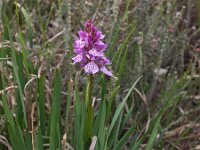 Dactylorhiza maculata ssp elodes 72, Saxifraga-Hans Dekker