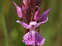 Dactylorhiza maculata ssp ericetorum 113, Saxifraga-Hans Dekker