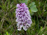 Dactylorhiza maculata ssp islandica 54, Saxifraga-Peter Stein