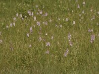 Dactylorhiza maculata ssp maculata 129, Gevlekte orchis, Saxifraga-Bas Klaver