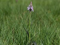 Dactylorhiza maculata ssp maculata 133, Gevlekte orchis, Saxifraga-Sonja Bouwman  744. Gevlekte orchis - Dactylorhiza maculata ssp. maculata - Orchidaceae familie (i)