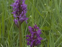 Dactylorhiza maculata ssp maculata 41, Saxifraga-Willem van Kruijsbergen