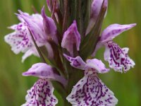 Dactylorhiza maculata ssp maculata 89, Gevlekte orchis, Saxifraga-Hans Dekker